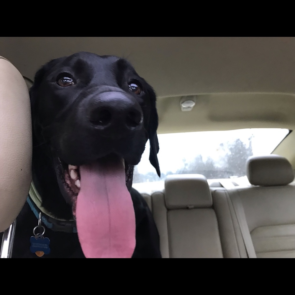 Meet your Posher, Paige